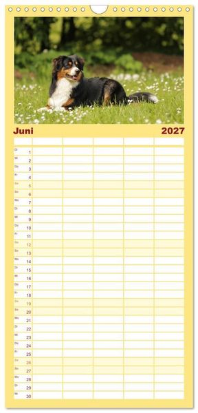 Produktbild: Familienplaner 2027 - Australian Shepherd - Treue Blicke, wilde Herzen mit 5 Spalten (Wandkalender, 21 x 45 cm) CALVENDO