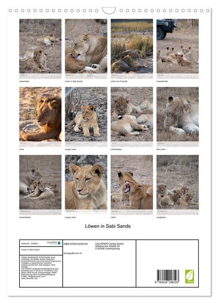 Produktbild: L&ouml;wen in Sabi Sands (Wandkalender 2026 DIN A3 hoch), CALVENDO Monatskalender