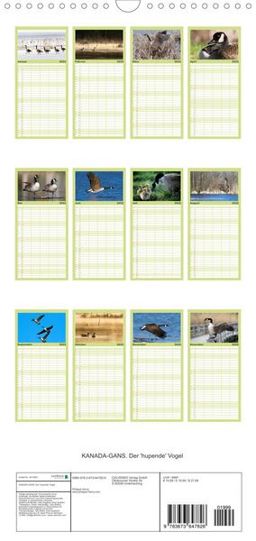 Produktbild: KANADA-GANS - Der 'hupende' Vogel - Familienplaner hoch (Wandkalender 2022 , 21 cm x 45 cm, hoch)