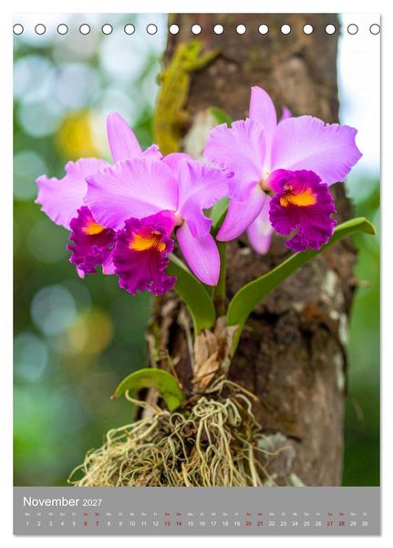 Produktbild: K&ouml;nigin Cattleya (Tischkalender 2027 DIN A5 hoch), CALVENDO Monatskalender