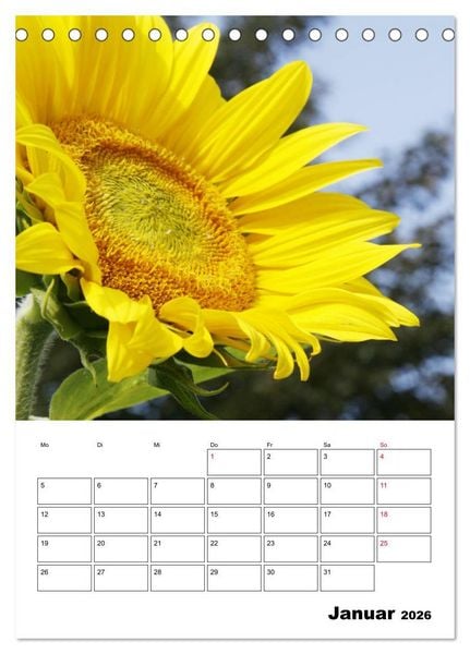 Produktbild: Leuchtende Sonnenblumen (Tischkalender 2026 DIN A5 hoch), CALVENDO Monatskalender