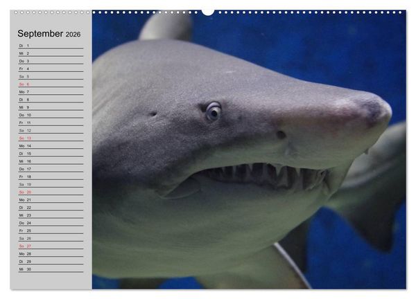 Produktbild: Haie (Wandkalender 2026 DIN A2 quer), CALVENDO Monatskalender