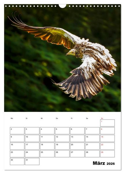 Produktbild: Raub- und Greifv&ouml;gel im Flug (Wandkalender 2026 DIN A3 hoch), CALVENDO Monatskalender