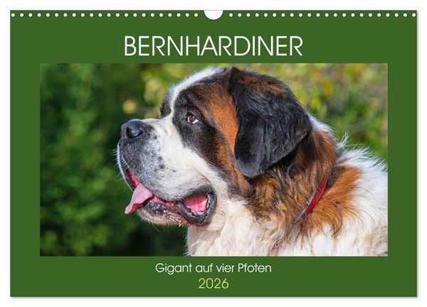 Produktbild: Bernhardiner - Gigant auf vier Pfoten (Wandkalender 2026 DIN A3 quer), CALVENDO Monatskalender