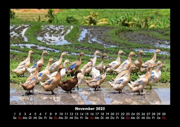 Produktbild: Enten 2025 Fotokalender DIN A3