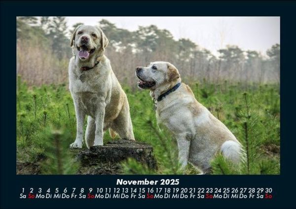 Produktbild: Hundezauber 2025 Fotokalender DIN A5