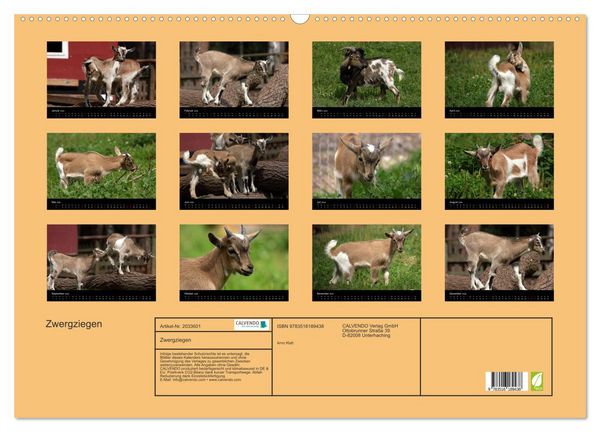 Produktbild: Zwergziegen (Wandkalender 2026 DIN A2 quer), CALVENDO Monatskalender