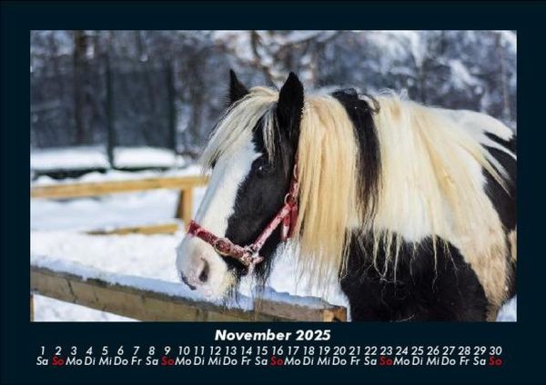 Produktbild: Pferdetraum 2025 Fotokalender DIN A5