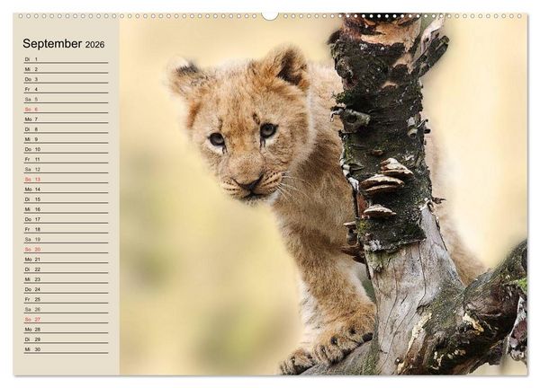 Produktbild: L&ouml;wen. Majest&auml;tische Kraft (Wandkalender 2026 DIN A2 quer), CALVENDO Monatskalender