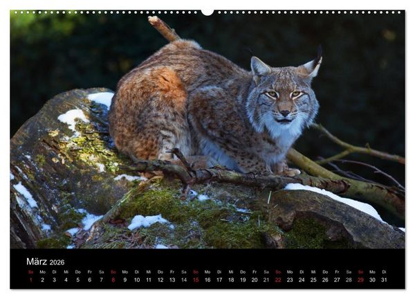 Produktbild: Der Luchs (Wandkalender 2026 DIN A2 quer), CALVENDO Monatskalender