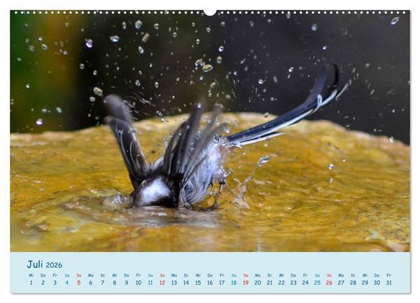 Produktbild: Sommer am Pool - Singv&ouml;gel an der Badestelle (Wandkalender 2026 DIN A2 quer), CALVENDO Monatskalender