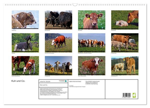 Produktbild: Kuh und Co. (Wandkalender 2026 DIN A2 quer), CALVENDO Monatskalender