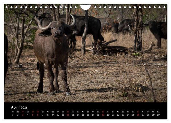 Produktbild: Tier-Momente in Afrika (Wandkalender 2026 DIN A4 quer), CALVENDO Monatskalender