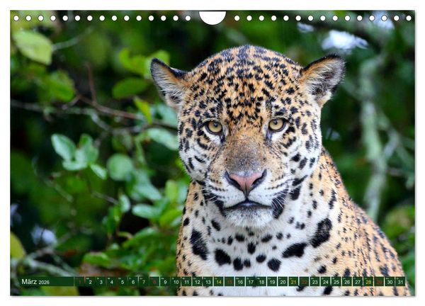 Produktbild: Jaguare im Pantanal (Wandkalender 2026 DIN A4 quer), CALVENDO Monatskalender