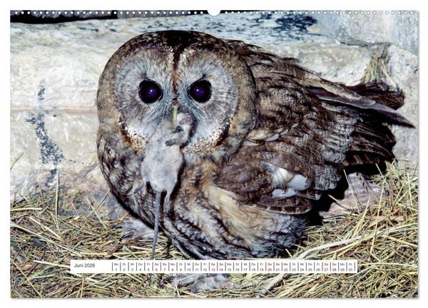 Produktbild: Das Leben der Eulen, die Damen der Nacht (Wandkalender 2026 DIN A2 quer), CALVENDO Monatskalender
