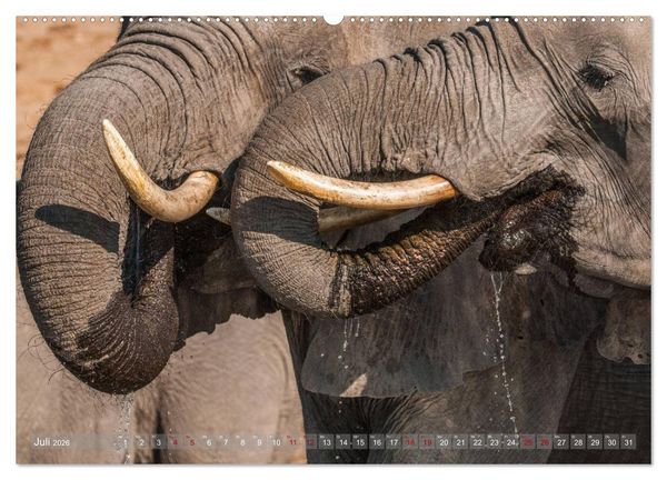 Produktbild: Elefanten in Afrika - Die mit den gro&szlig;en Ohren (hochwertiger Premium Wandkalender 2026 DIN A2 quer), Kunstdruck in Hochglanz