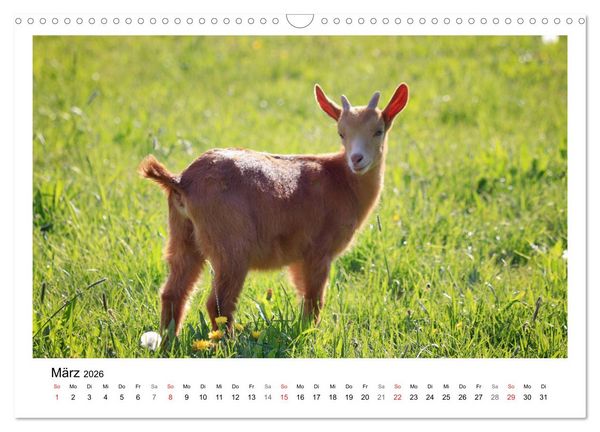 Produktbild: Wer zickt denn da? - Zicklein-Edition (Wandkalender 2026 DIN A3 quer), CALVENDO Monatskalender