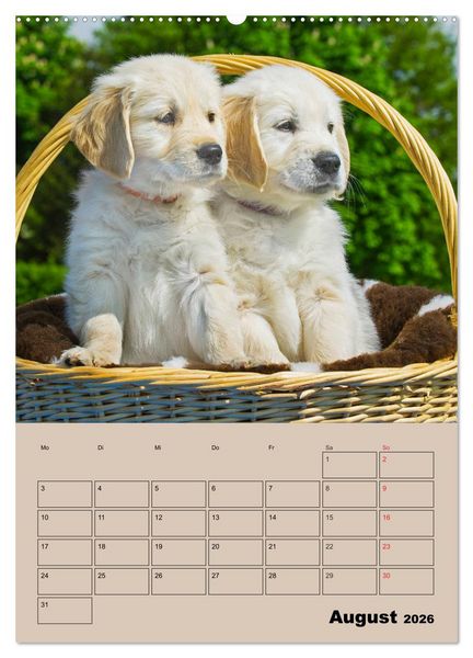 Produktbild: Jahresplaner Golden Retriever Welpen (Wandkalender 2026 DIN A2 hoch), CALVENDO Monatskalender