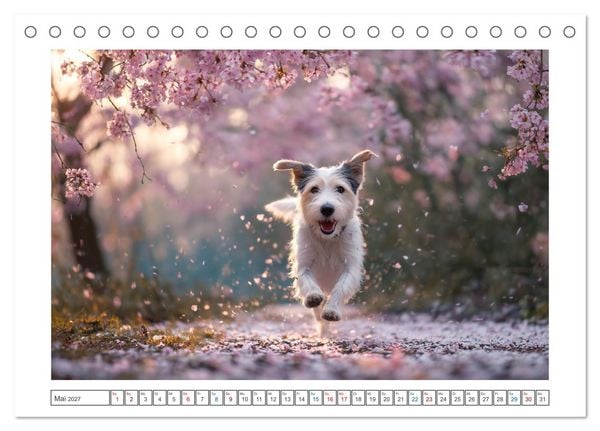 Produktbild: WUFF und WOW (Tischkalender 2027 DIN A5 quer), CALVENDO Monatskalender
