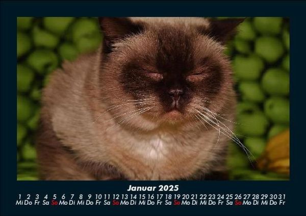 Produktbild: F&uuml;r Katzenfreunde 2025 Fotokalender DIN A5
