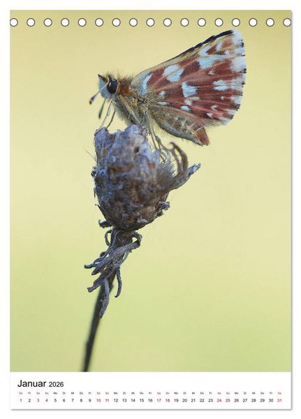 Produktbild: Insekten,Sch&ouml;nheiten der Natur (Tischkalender 2026 DIN A5 hoch), CALVENDO Monatskalender