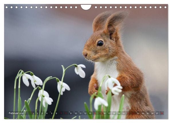 Produktbild: Eichh&ouml;rnchen in zauberhaften Posen (Wandkalender 2026 DIN A4 quer), CALVENDO Monatskalender