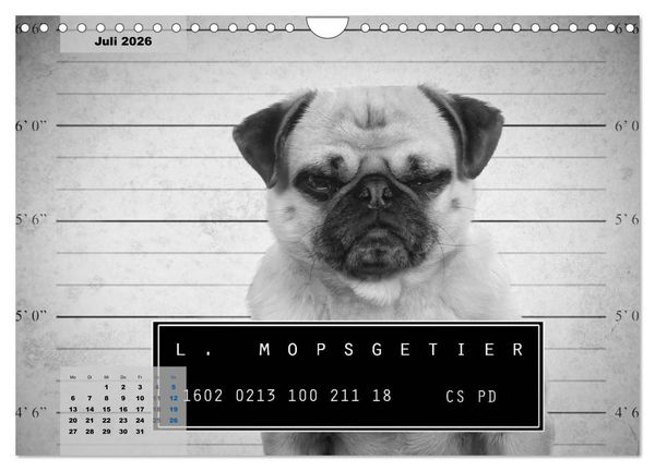 Produktbild: Lillie Mopsgetier - mopsfidel durchs Jahr (Wandkalender 2026 DIN A4 quer), CALVENDO Monatskalender