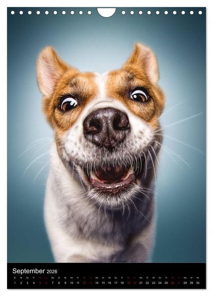 Produktbild: Funny Faces - Lustige Hundebilder (Wandkalender 2026 DIN A4 hoch), CALVENDO Monatskalender