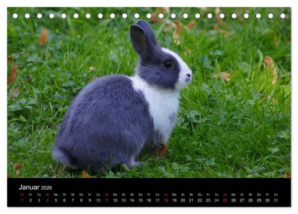 Produktbild: Meerschweinchen und Zwergkaninchen (Tischkalender 2026 DIN A5 quer), CALVENDO Monatskalender