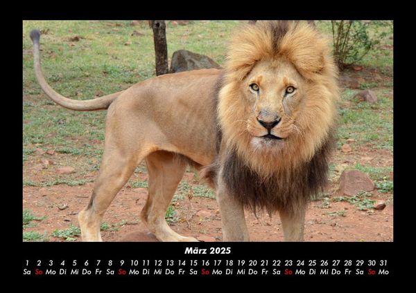 Produktbild: L&ouml;wen in der Wildnis 2025 Fotokalender DIN A3