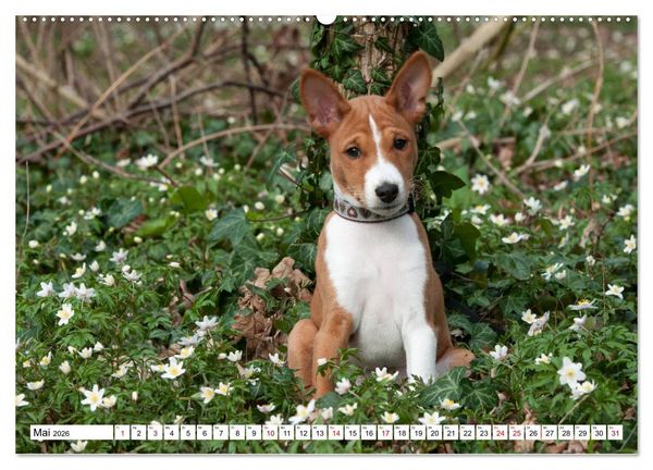 Produktbild: Wunderbare Basenji Welpenzeit (hochwertiger Premium Wandkalender 2026 DIN A2 quer), Kunstdruck in Hochglanz