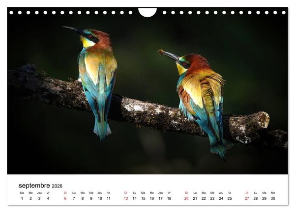 Produktbild: Oiseaux de nos villages en G&acirc;tinais (Calendrier mural 2026 DIN A4 vertical), CALVENDO calendrier mensuel
