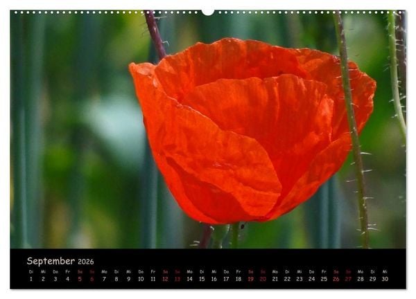 Produktbild: Just Mohn (hochwertiger Premium Wandkalender 2026 DIN A2 quer), Kunstdruck in Hochglanz