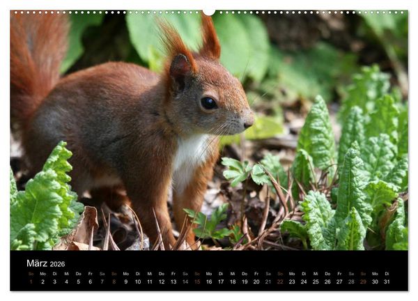 Produktbild: Eichh&ouml;rnchen (hochwertiger Premium Wandkalender 2026 DIN A2 quer), Kunstdruck in Hochglanz
