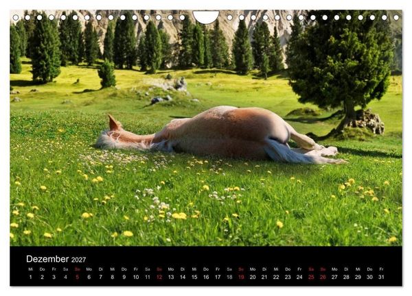 Produktbild: Wundersch&ouml;ne Haflingerwelt (Wandkalender 2027 DIN A4 quer), CALVENDO Monatskalender