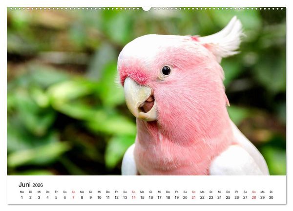 Produktbild: Papageien. Knallbunte Aras und Co. (Wandkalender 2026 DIN A2 quer), CALVENDO Monatskalender
