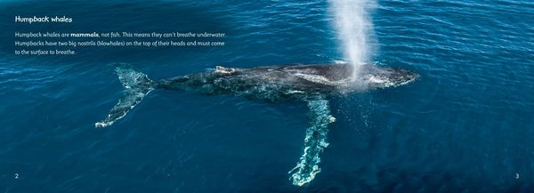 Produktbild: The Journey of Humpback Whales