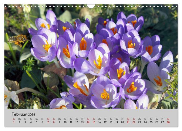 Produktbild: Blumen &uuml;berall, zur Freude Menschen (Wandkalender 2026 DIN A3 quer), CALVENDO Monatskalender