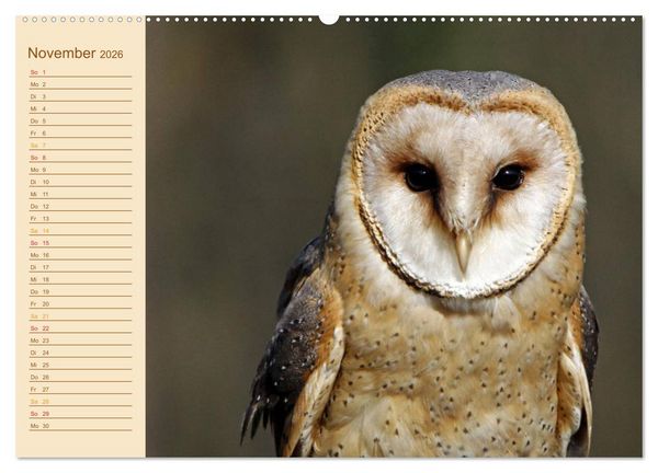 Produktbild: Eulen (Wandkalender 2026 DIN A2 quer), CALVENDO Monatskalender