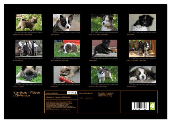 Produktbild: Islandhund - Welpen / CH-Version (Wandkalender 2026 DIN A3 quer), CALVENDO Monatskalender
