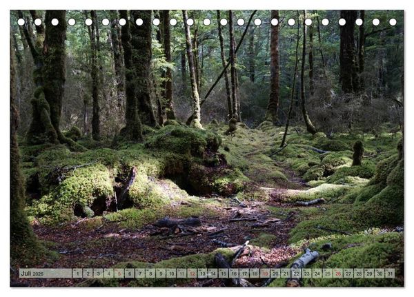 Produktbild: Prim&auml;rwald - Neuseeland (Tischkalender 2026 DIN A5 quer), CALVENDO Monatskalender