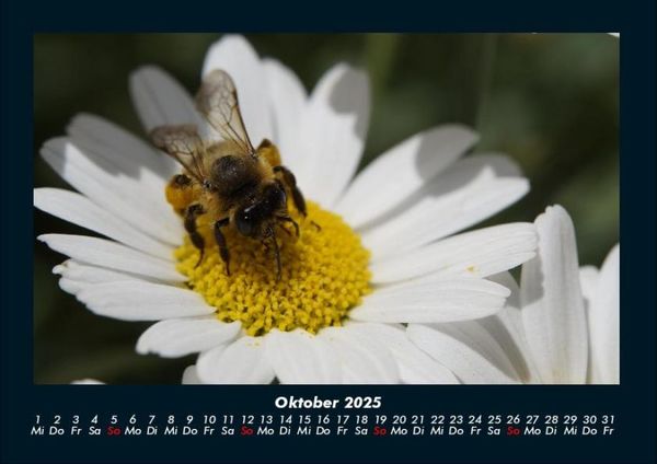 Produktbild: Bienen 2025 Fotokalender DIN A4