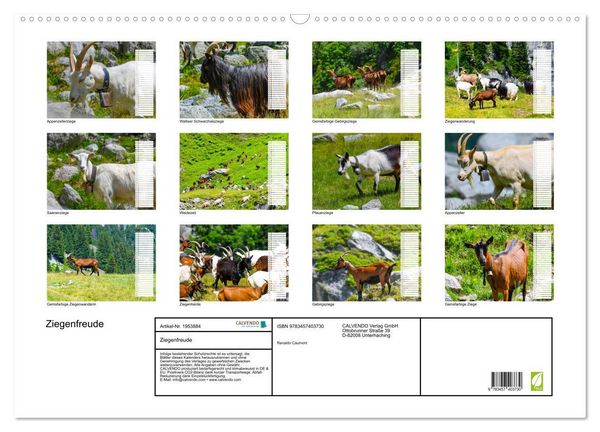 Produktbild: Ziegenfreude (Wandkalender 2026 DIN A2 quer), CALVENDO Monatskalender