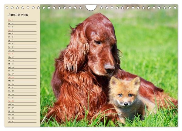 Produktbild: Beste Freunde. Bezaubernde Tierfreundschaften (Wandkalender 2026 DIN A4 quer), CALVENDO Monatskalender