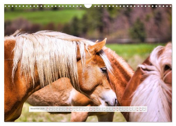 Produktbild: Haflinger im Th&uuml;ringer Wald (Wandkalender 2026 DIN A3 quer), CALVENDO Monatskalender