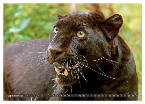 Produktbild: Raubkatzen: Geschmeidige J&auml;ger (Tischkalender 2026 DIN A5 quer), CALVENDO Monatskalender