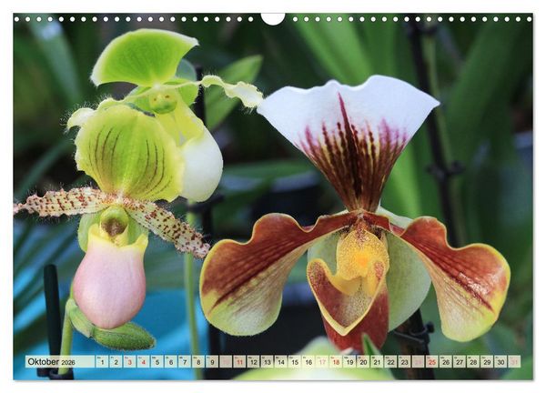 Produktbild: Beliebte Orchideen (Wandkalender 2026 DIN A3 quer), CALVENDO Monatskalender
