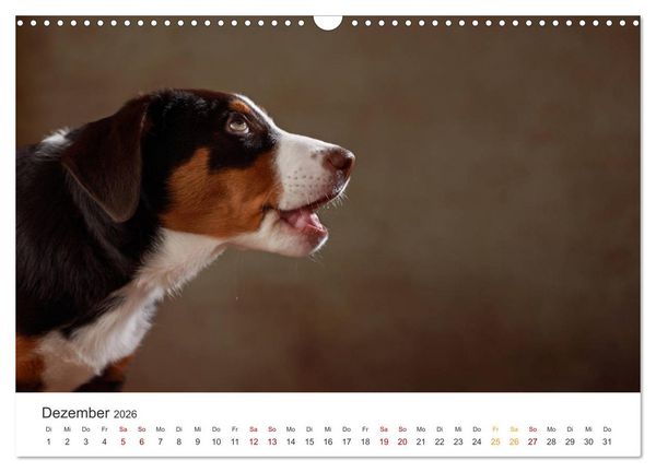 Produktbild: Welpenblicke (Wandkalender 2026 DIN A3 quer), CALVENDO Monatskalender