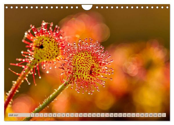 Produktbild: Deutschlands Moore (Wandkalender 2027 DIN A4 quer), CALVENDO Monatskalender