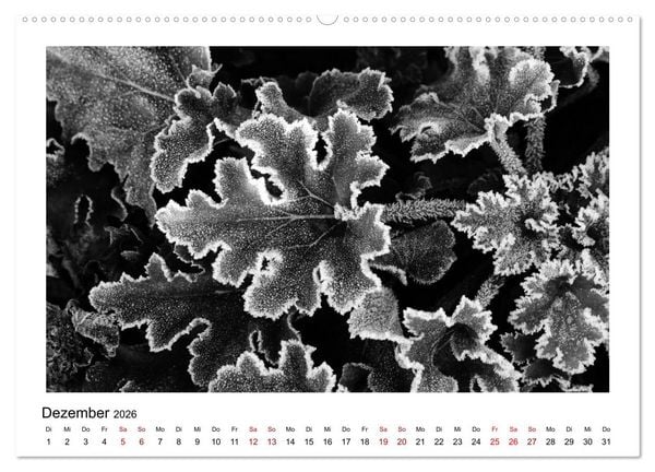 Produktbild: Die grafische Sch&ouml;nheit der Pflanzen &ndash; Schwarz-Wei&szlig; (hochwertiger Premium Wandkalender 2026 DIN A2 quer), Kunstdruck in Hochglanz
